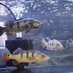 超超🉐✨ｱｲｽﾎﾟｯﾄｼｸﾘｯﾄﾞ  キクラ各種 個体✨