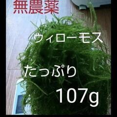 無農薬☆水草☆ウィローモス  100g ③