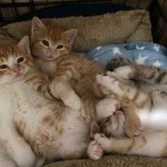 生後50日の3匹の子猫ちゃん（商談中）