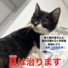 【病院済】捨て猫の赤ちゃん