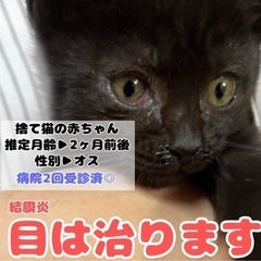 【病院済】捨て猫の赤ちゃん