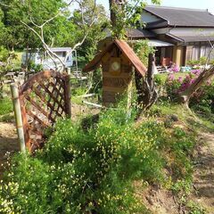 日本蜜蜂の保護にお力を貸してください。　花の種子や花の咲く木を寄...