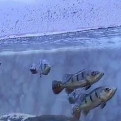 超超🉐✨ｱｲｽﾎﾟｯﾄｼｸﾘｯﾄﾞ  キクラ各種 個体✨