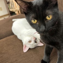 再再々投稿😭人が大好き(⁎⁍̴̛ᴗ⁍̴̛⁎)キジ猫くんと黒猫さん兄妹の画像