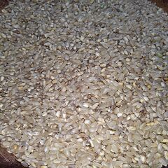 農薬不使用 くず米(新米) 30kg  鳥の餌などに