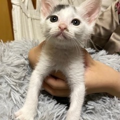 【里親様決まりました】ダルメシアン柄の猫♀2ヶ月【兄妹います】