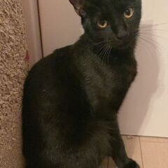 元気いっぱい！甘えん坊、黒猫くん