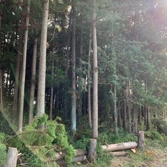 樹木整理・伐採 − 埼玉県