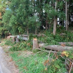 樹木整理・伐採 - 富士見市