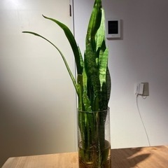 観葉植物　サンスベリア　花瓶はつきません