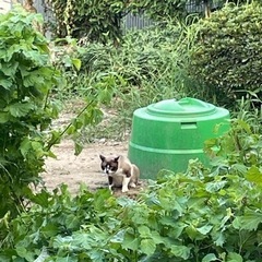 登米市南部　飼い主さんが亡くなり空き家で一匹で暮らししている猫