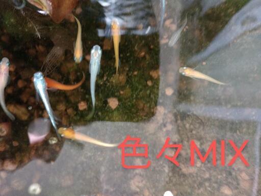 色々MIXめだか2️⃣1️⃣0️⃣匹❣️稚魚〜成魚