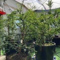 フィンガーライム(キャビアライム)苗　7年生〜売ります