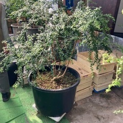 フィンガーライム(キャビアライム)苗　7年生〜売ります