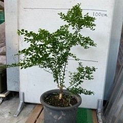 フィンガーライム(キャビアライム)苗　7年生〜売ります フィンガーライム(キャビアライム)苗 7年生〜売ります