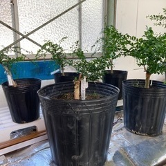 フィンガーライム(キャビアライム)苗　7年生〜売ります