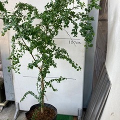 フィンガーライム(キャビアライム)苗　7年生〜売ります