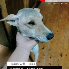 琉球犬&柴犬MIX🐶