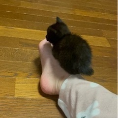 【募集中】1ヶ月の黒猫の子猫ちゃん