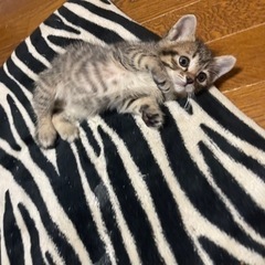 【募集中】1ヶ月キジトラの子猫 - 猫