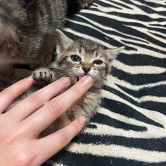 【募集中】1ヶ月キジトラの子猫の画像