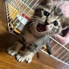 【募集中】1ヶ月くらいのキジトラの子猫