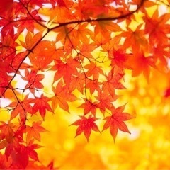 【万博で紅葉🍁】みんなで散策しながら、紅葉を楽しみましょう！