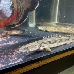 タンガニーカ　コンギクス　ポリプテルス