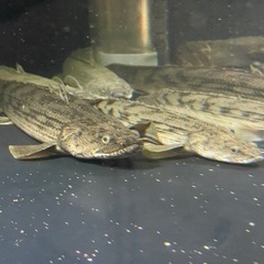 タンガニーカ　コンギクス　ポリプテルス