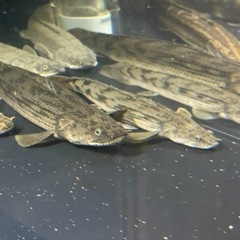 タンガニーカ　コンギクス　ポリプテルス