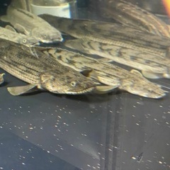 タンガニーカ　コンギクス　ポリプテルス