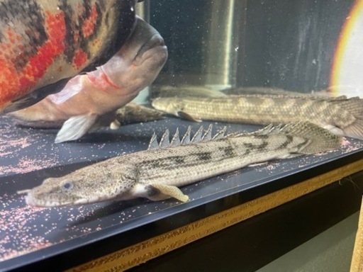 タンガニーカ　コンギクス　ポリプテルス