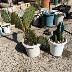 サボテン🌵セット🌵