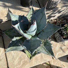 アガベ　チタノタ　ホワイトアイス　agave  約30cm