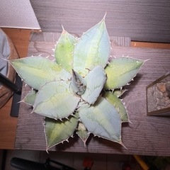 アガベ　チタノタ　ブルー　agave  約30cm