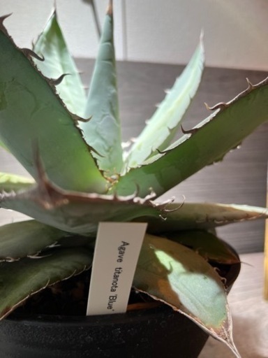 アガベ　チタノタ　ブルー　agave  約30cm