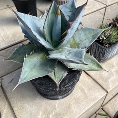 アガベ　チタノタ　ホワイトアイス　agave  約30cm