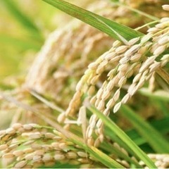 再募集‼️令和4年度古米🌾売ります‼️ 