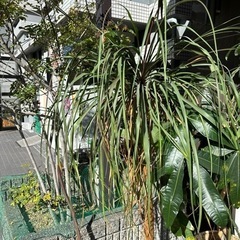 観葉植物　パキラ　ドラセナ幸福の木