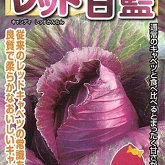 濃紫のキャベツ苗2株100円