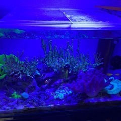 取引相手決定 海水魚 サンゴ 60cmオーバーフロー水槽
