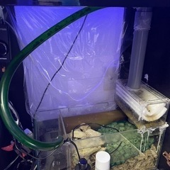 取引相手決定 海水魚 サンゴ 60cmオーバーフロー水槽