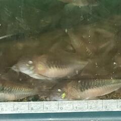 熱帯魚　コリドラス
