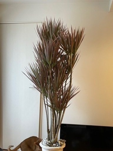 【観葉植物】ドラセナ