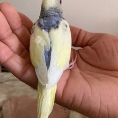 セキセイインコを探しています