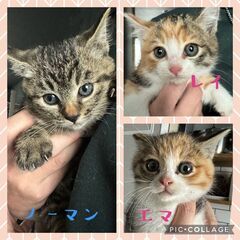 ★里親様✨募集致します★美唄子猫兄妹