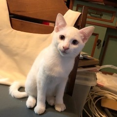 【再募集】③可愛い白猫・男の子3ヶ月