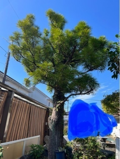 【確定】庭園樹木①