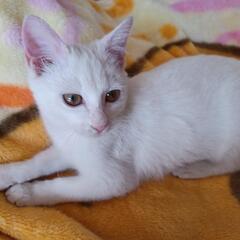 白猫の女の子  ４ヶ月くらい