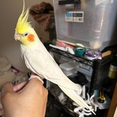 オカメインコとセキセイインコ